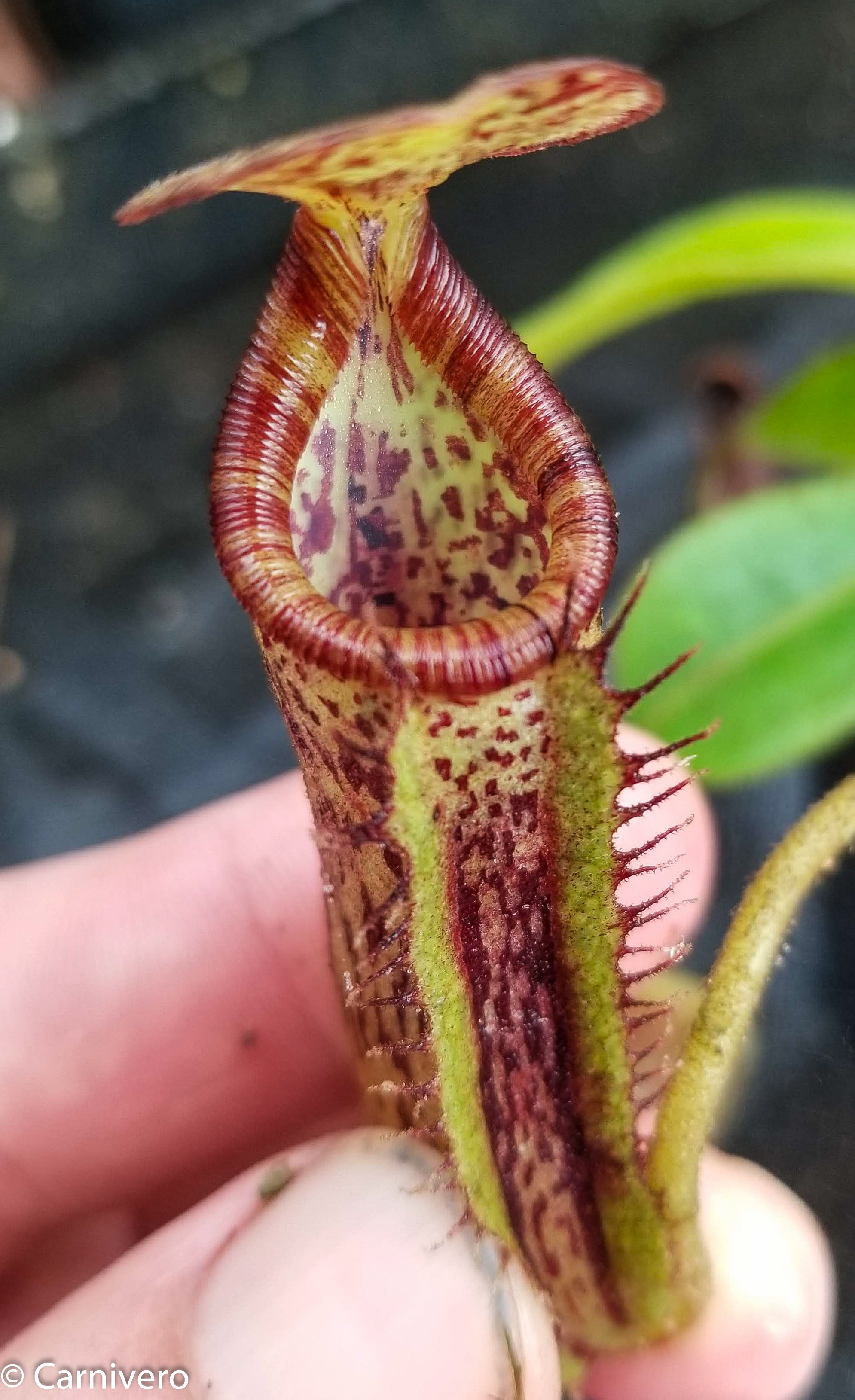 Nepenthes platychila x lowii – Carnivero