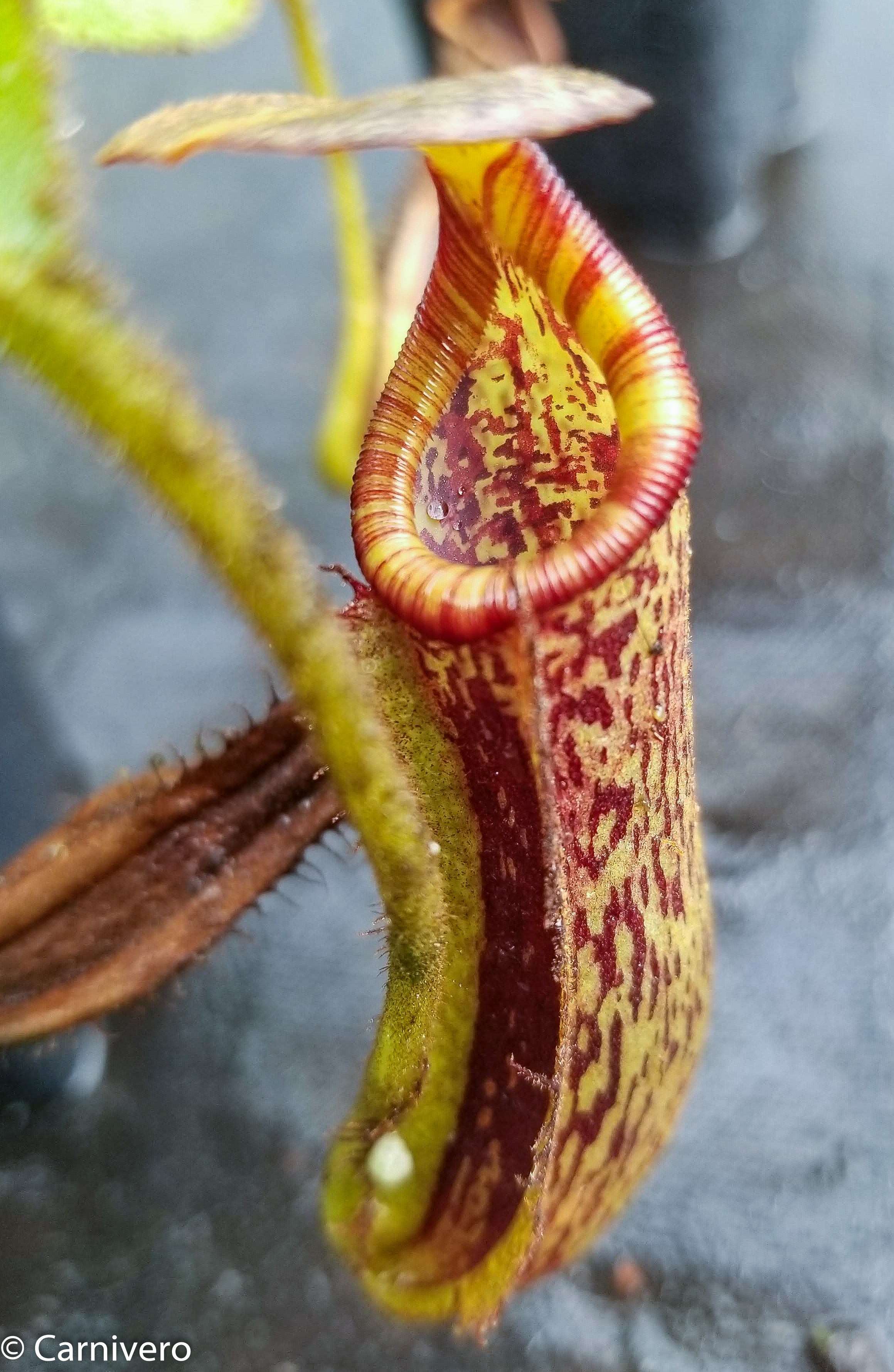 Nepenthes platychila x lowii – Carnivero