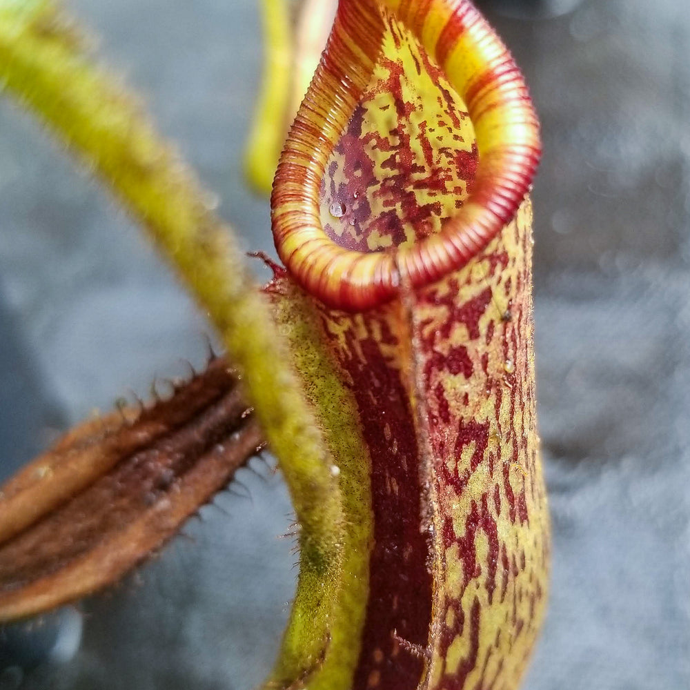 
                      
                        Nepenthes platychila x lowii
                      
                    