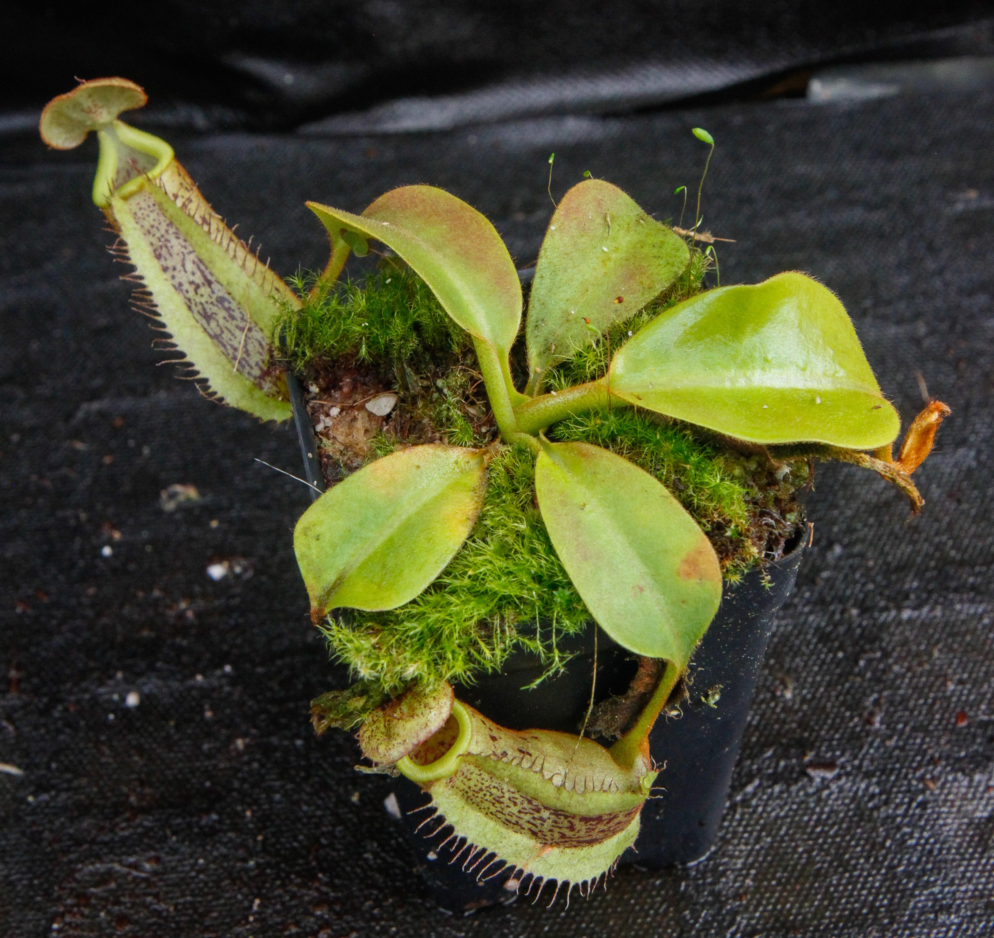 Nepenthes platychila x robcantleyi, BE-3946 – Carnivero