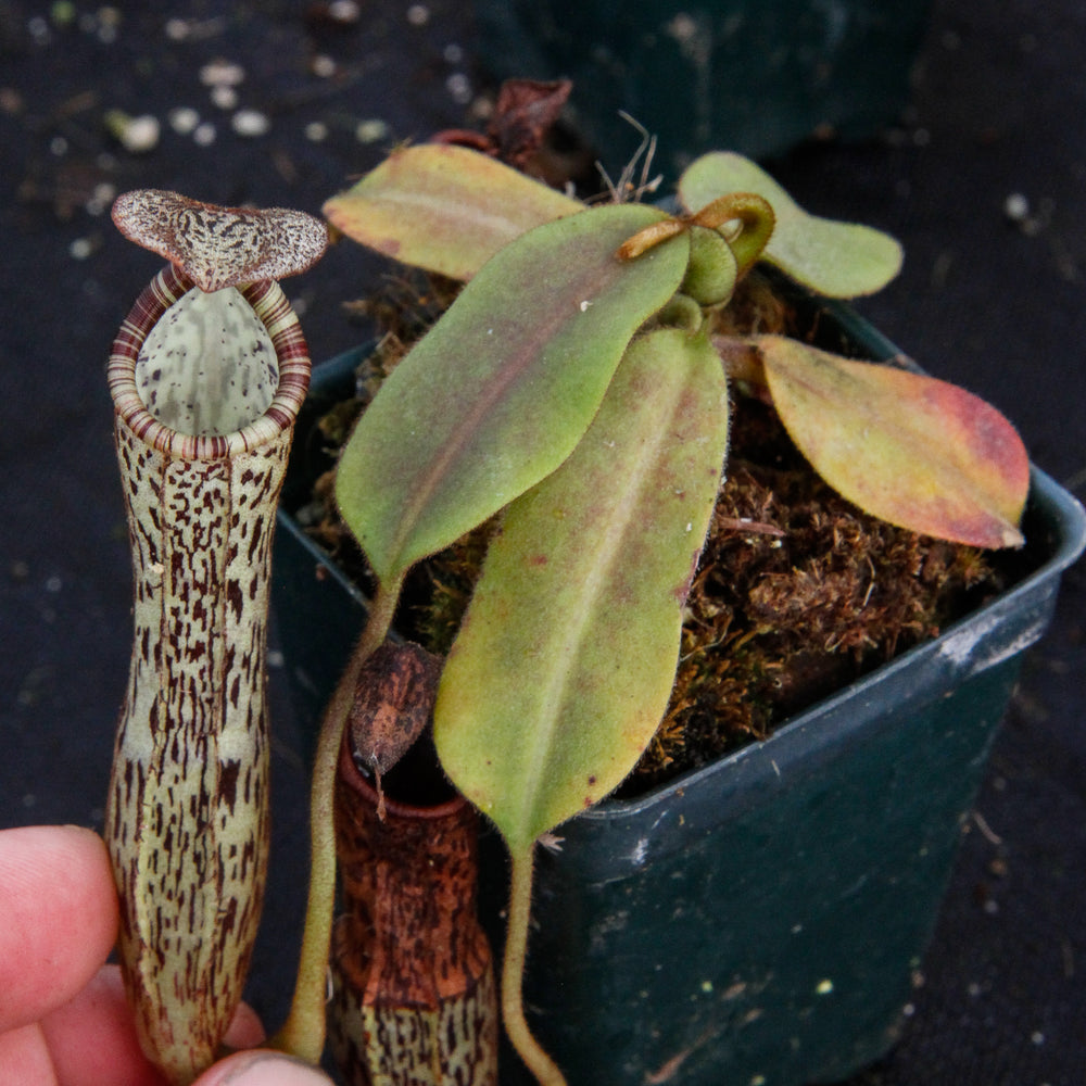 
                      
                        Nepenthes platychila x vogelii, BE-3638
                      
                    