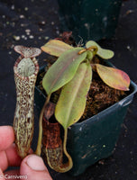 Nepenthes platychila x vogelii, BE-3638