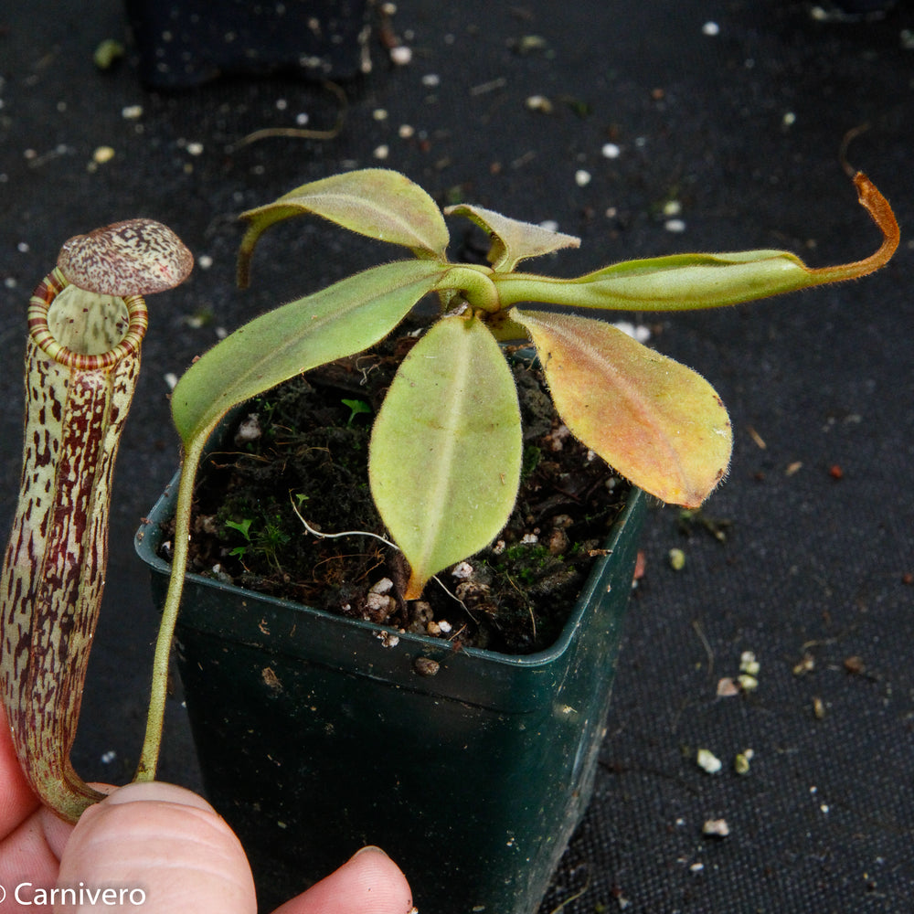 
                      
                        Nepenthes platychila x vogelii, BE-3638
                      
                    