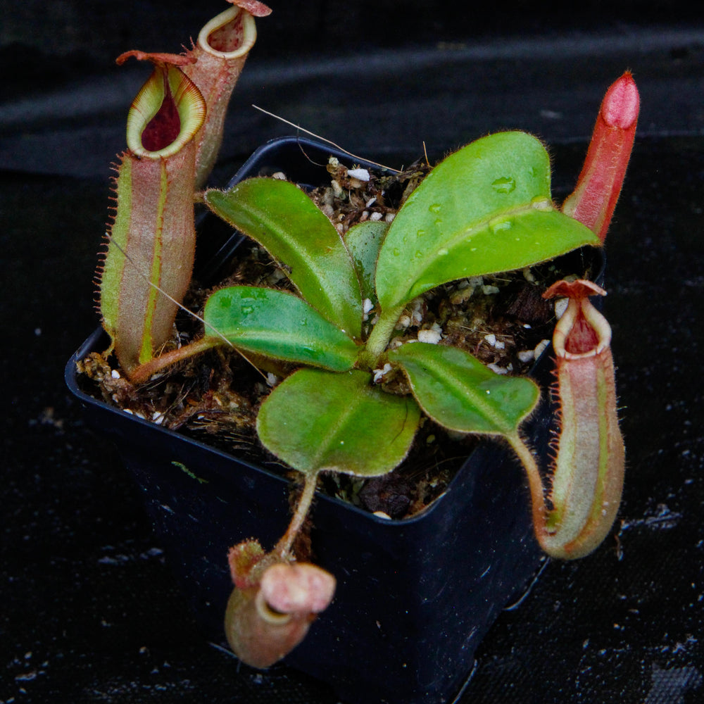 
                      
                        Nepenthes veitchii ("Psychedelic" x "Pink Candy Cane"), CAR-0126
                      
                    