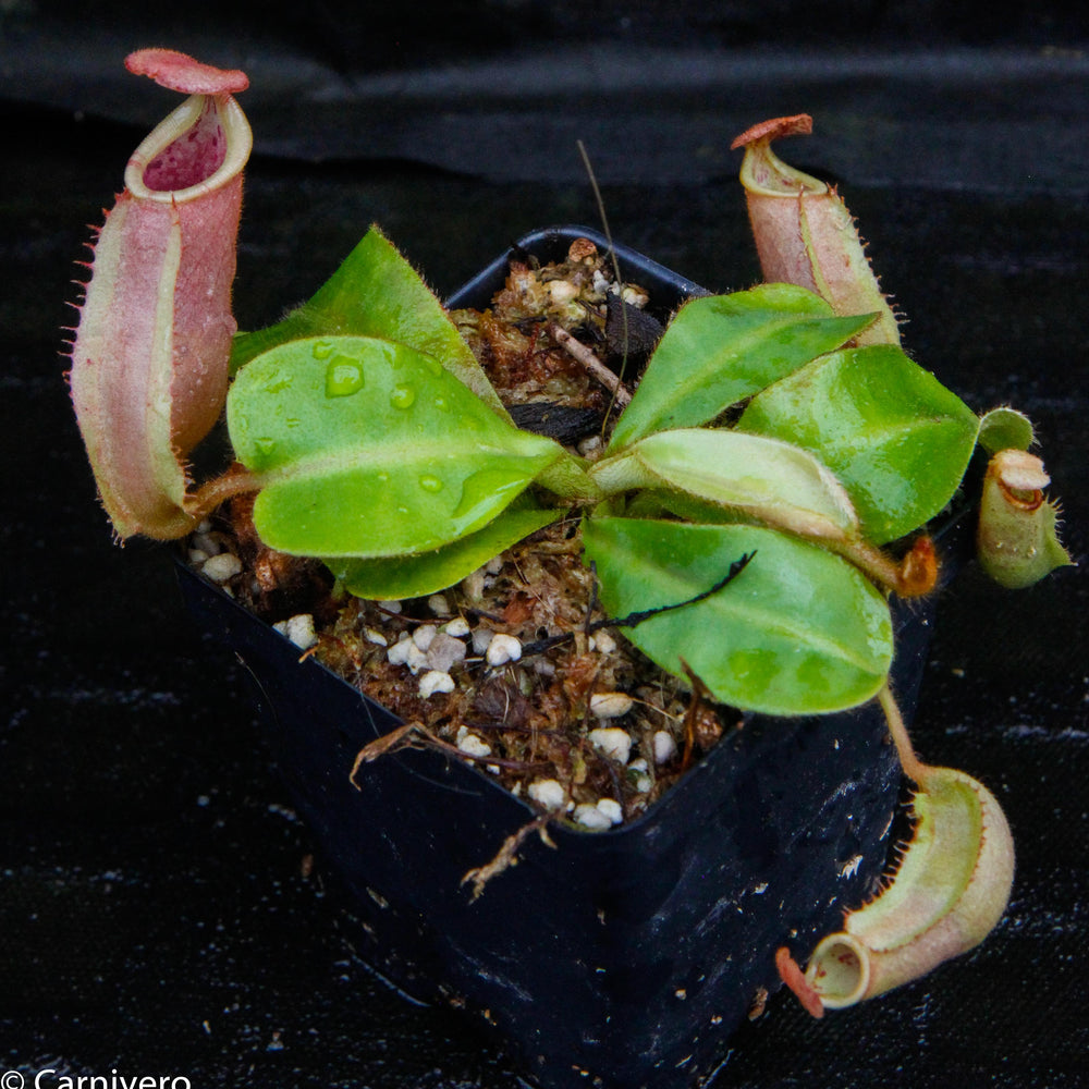 
                      
                        Nepenthes veitchii ("Psychedelic" x "Pink Candy Cane"), CAR-0126
                      
                    