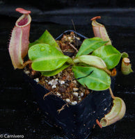 Nepenthes veitchii ("Psychedelic" x "Pink Candy Cane"), CAR-0126