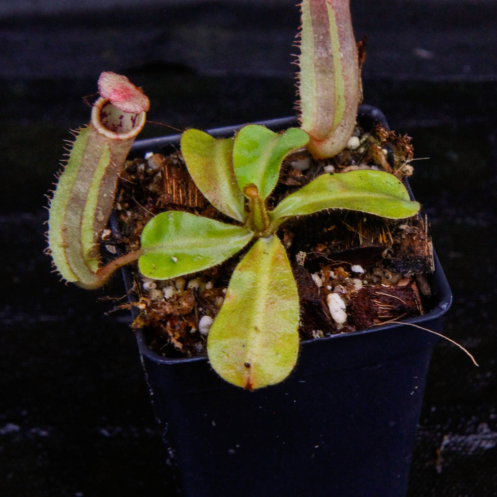 
                      
                        Nepenthes veitchii ("Psychedelic" x "Pink Candy Cane"), CAR-0126
                      
                    