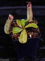 Nepenthes veitchii ("Psychedelic" x "Pink Candy Cane"), CAR-0126
