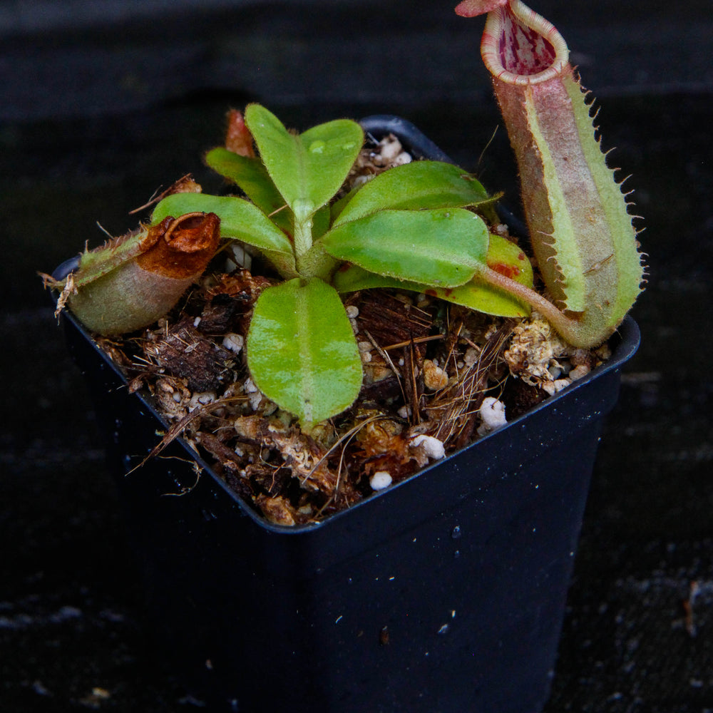 
                      
                        Nepenthes veitchii ("Psychedelic" x "Pink Candy Cane"), CAR-0126
                      
                    