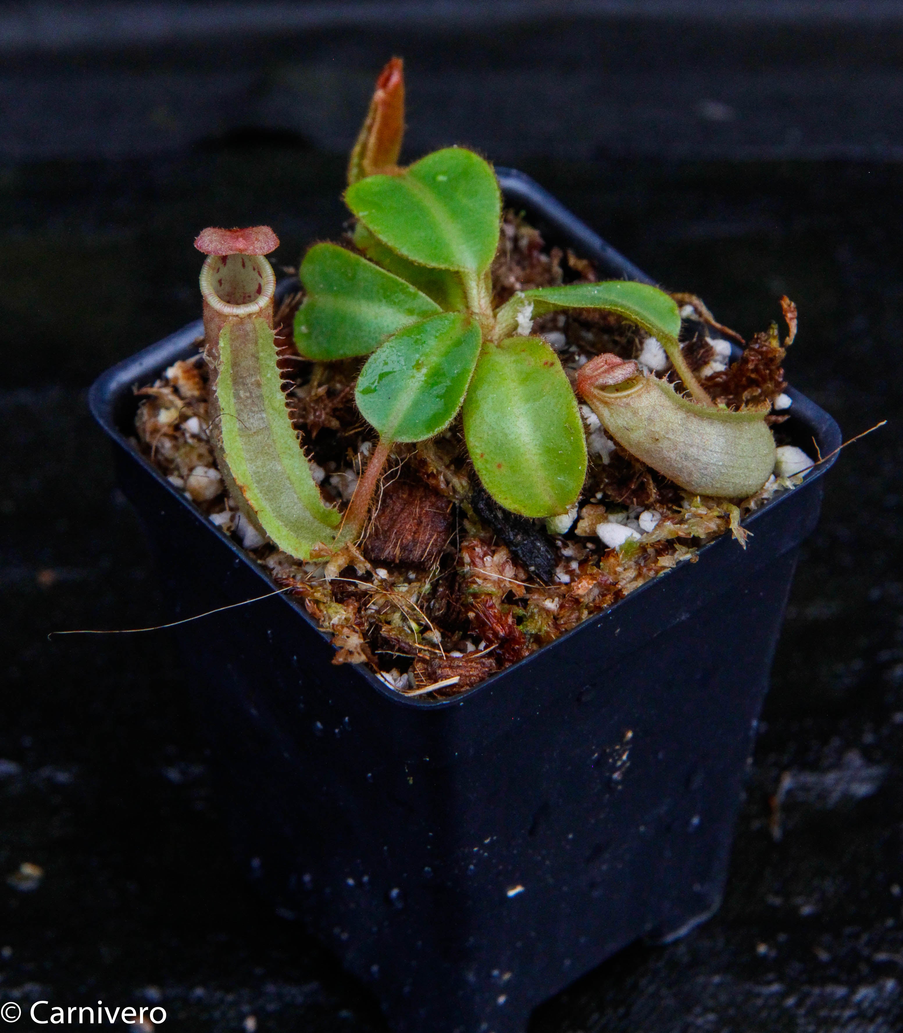 P.veitchii 'Lemoinei High Shield'(白選抜)