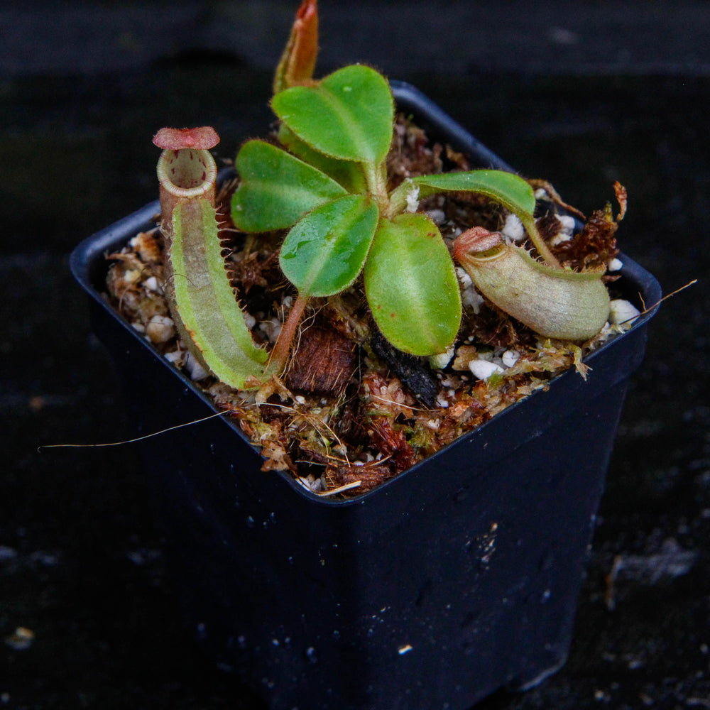 
                      
                        Nepenthes veitchii ("Psychedelic" x "Pink Candy Cane"), CAR-0126
                      
                    