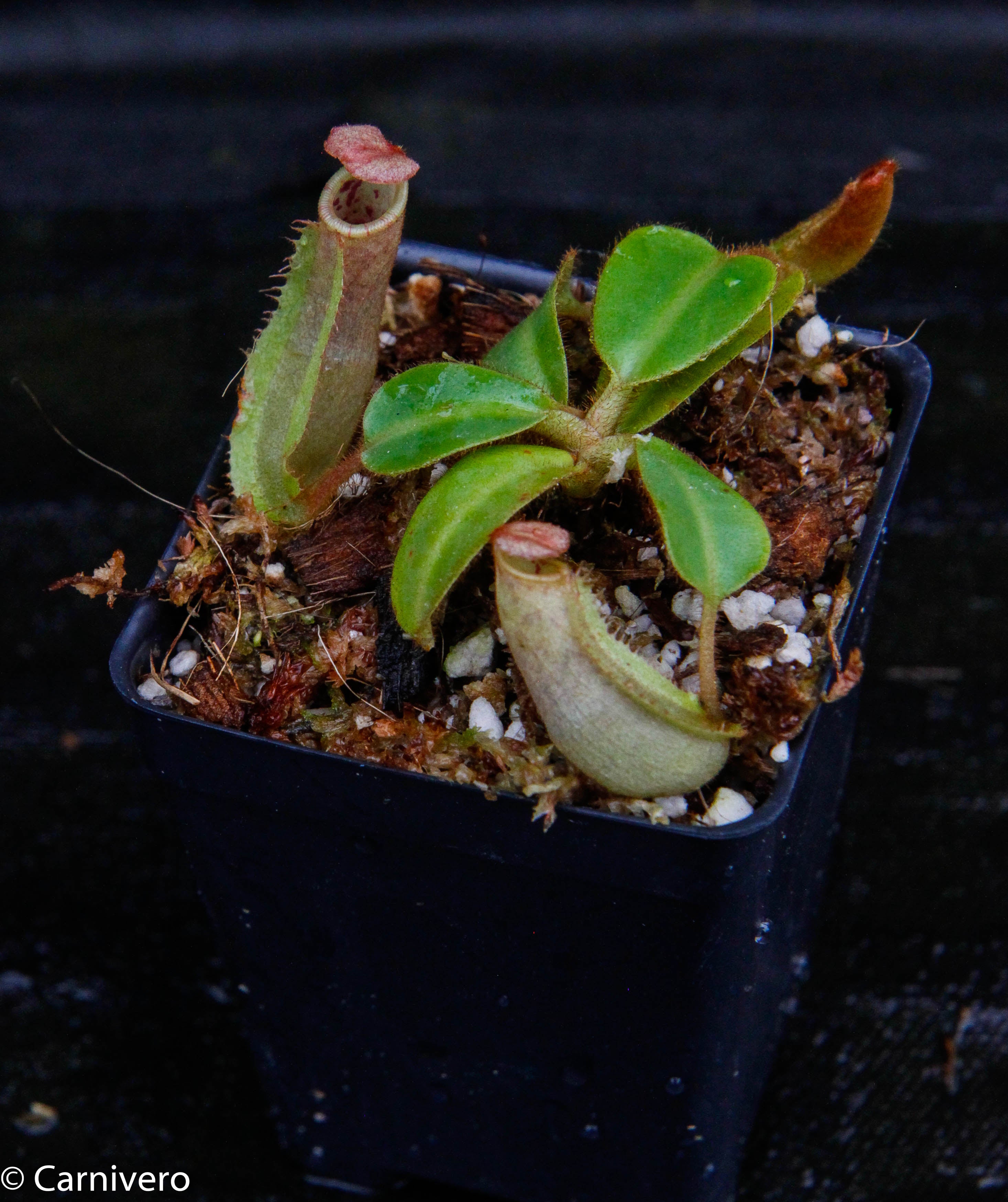 Nepenthes veitchii (