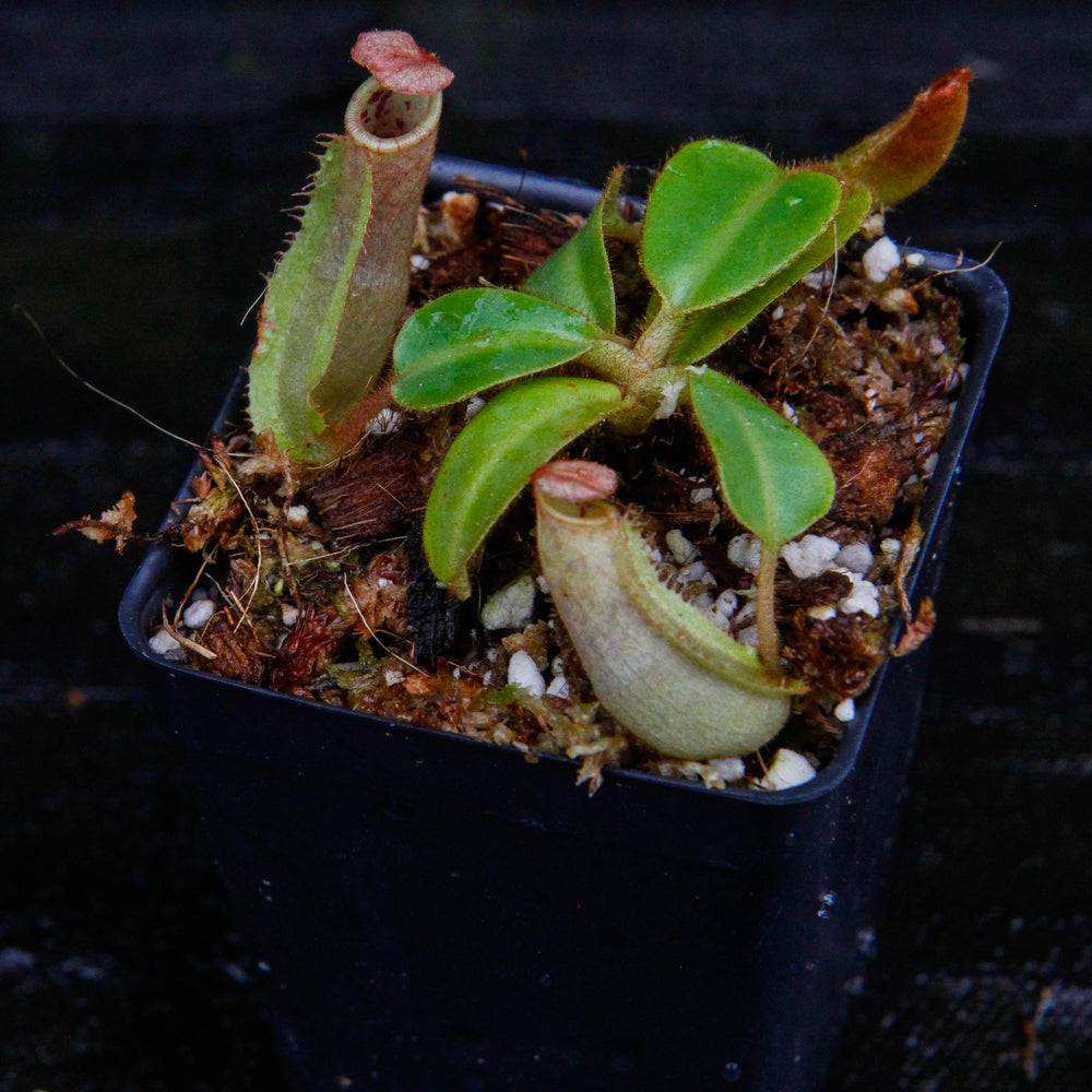 
                      
                        Nepenthes veitchii ("Psychedelic" x "Pink Candy Cane"), CAR-0126
                      
                    