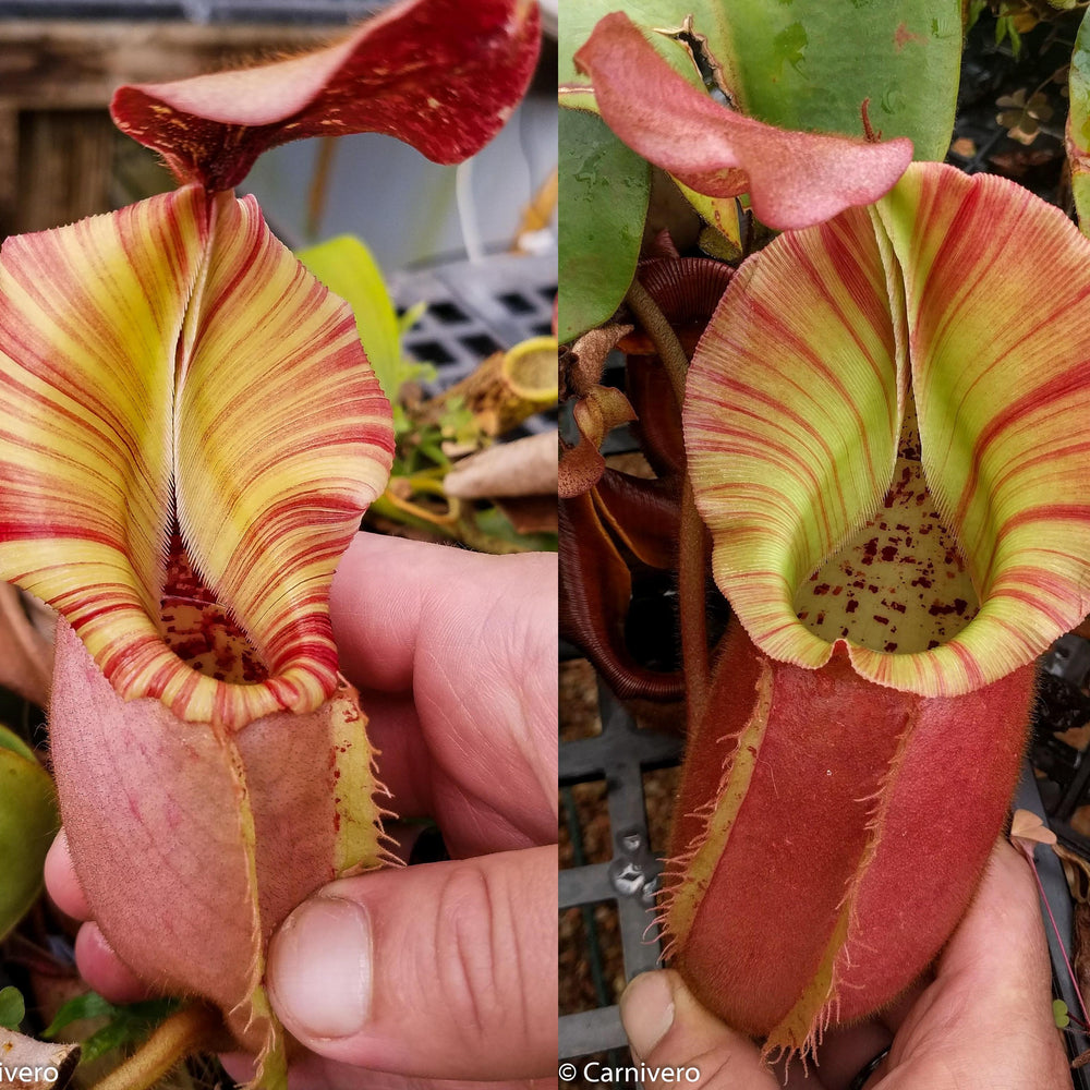 
                      
                        Nepenthes veitchii ("Psychedelic" x "Pink Candy Cane"), CAR-0126
                      
                    