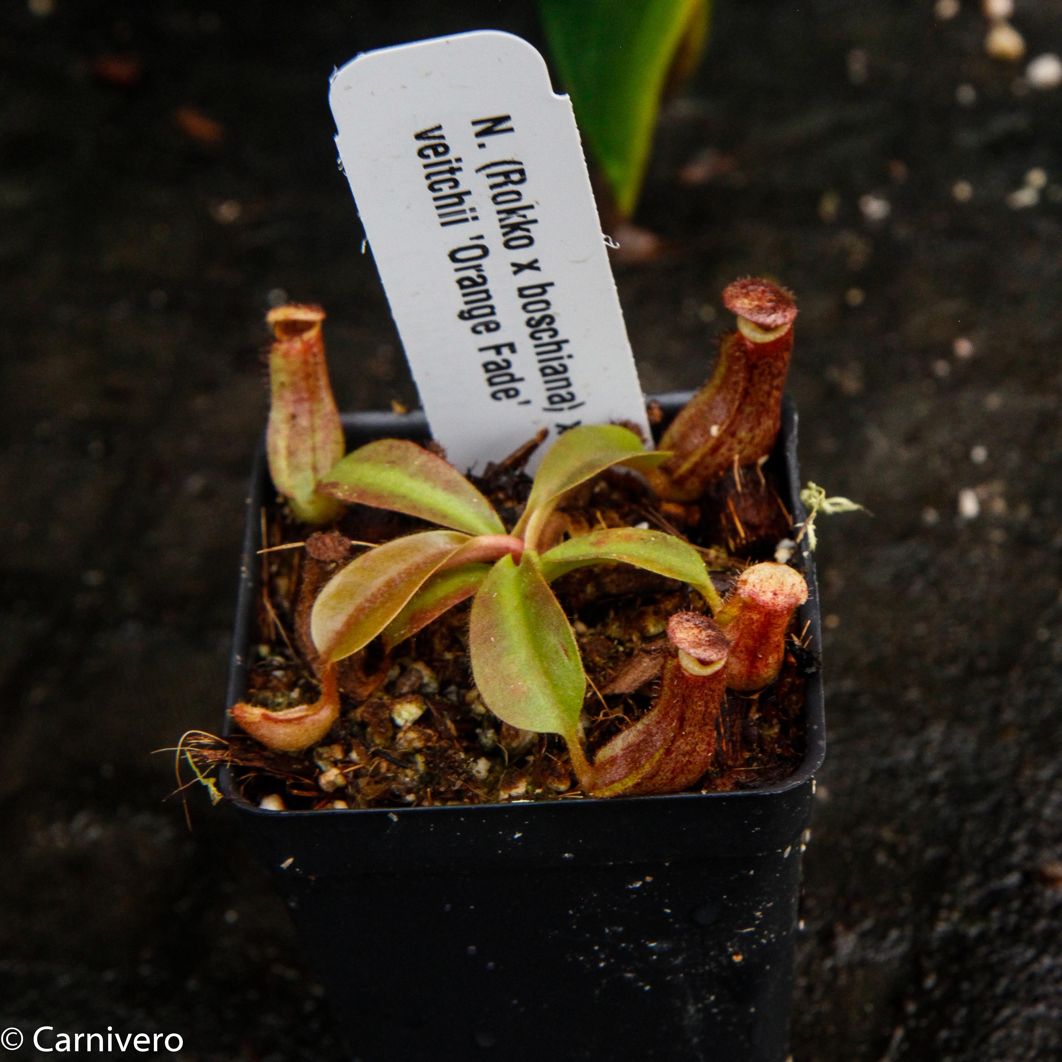 Nepenthes (Rokko x boschiana) x veitchii, CAR-0122 – Carnivero
