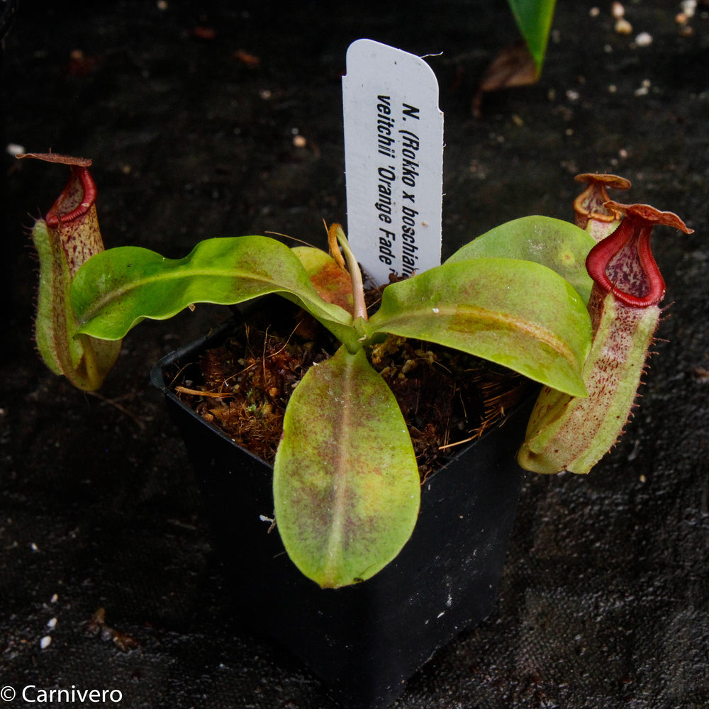 
                      
                        Nepenthes (Rokko x boschiana) x veitchii, CAR-0122
                      
                    