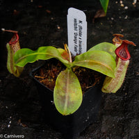 Nepenthes (Rokko x boschiana) x veitchii, CAR-0122