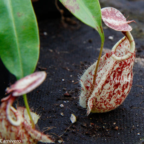 Nepenthes rafflesiana BE-3722 with a large maroon speckled pitcher and hanging tendril