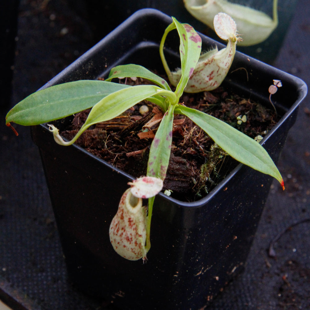 
                      
                        Nepenthes rafflesiana BE-3722
                      
                    