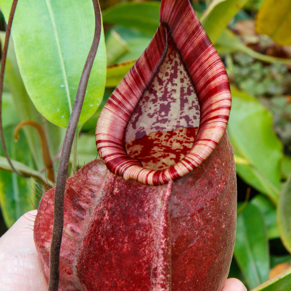Nepenthes rafflesiana Leilani x Viking, CAR-0295