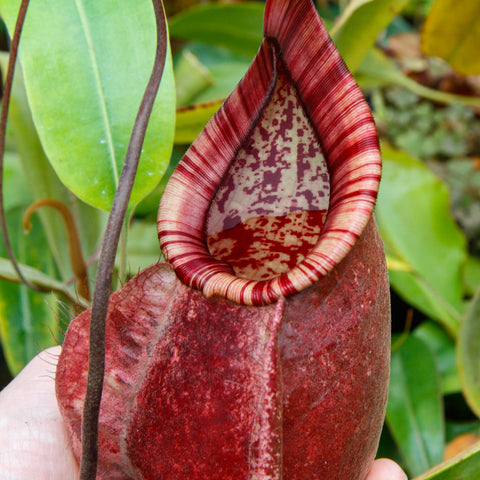Close up of a burgundy Nepenthes rafflesiana Leilani x Viking pitcher with striped mouth and mottled interior