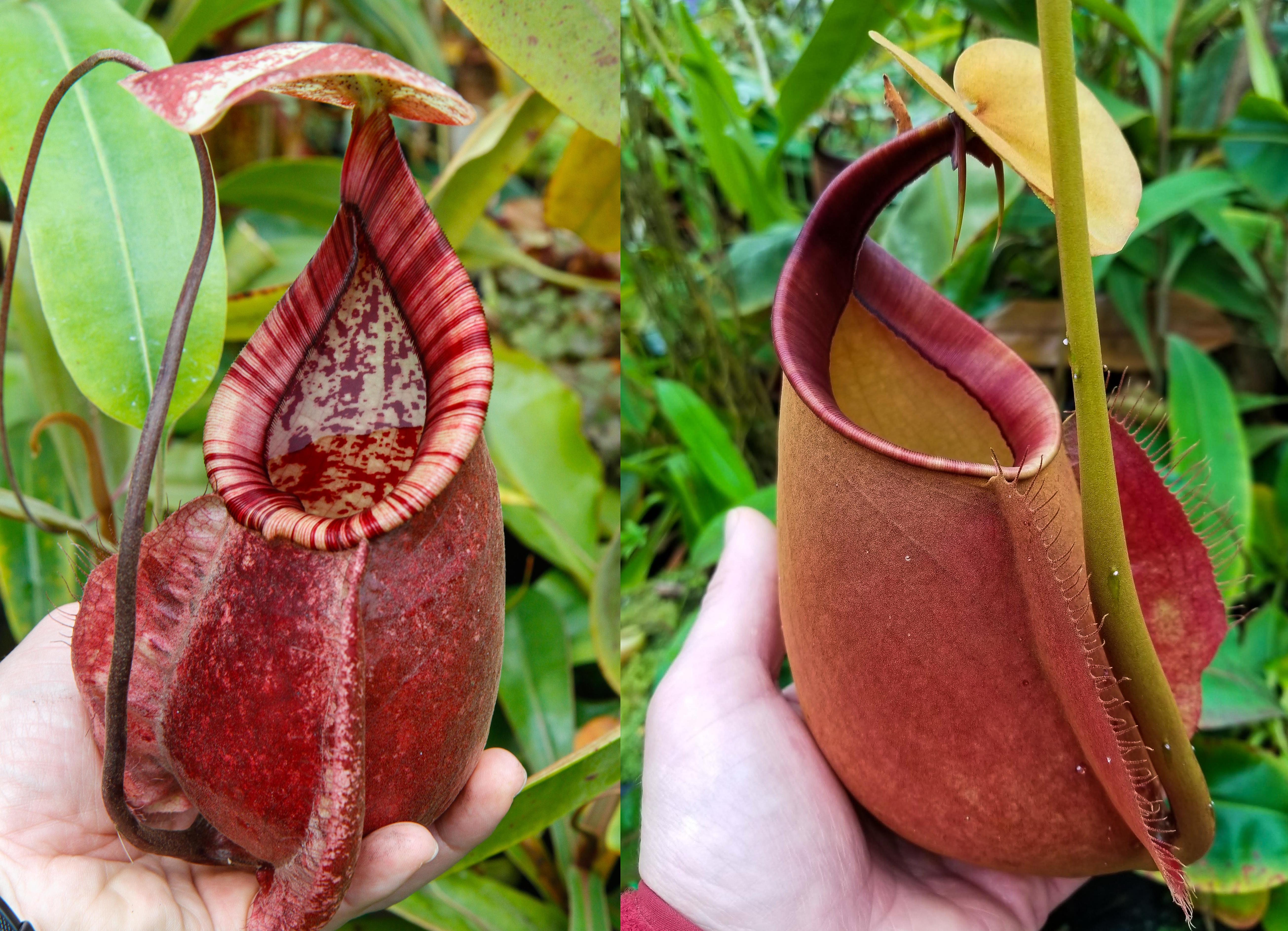標本 Venezuela Agacephala bicuspis 32mm Nepenthes (Viking x rafflesiana) x bicalcarata, CAR-0215 – Carnivero