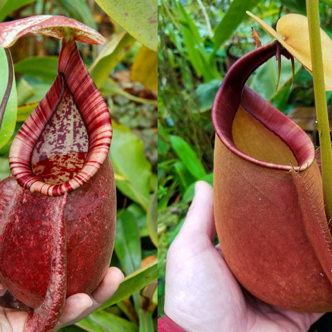CAR-0215 Nepenthes Viking x rafflesiana x bicalcarata pitcher plant two views showing red mottled pitchers and striped inner rims