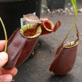 Nepenthes rafflesiana x ampullaria 'Black Miracle', CAR-0121, pitcher plant, carnivorous plant, collectors plant, large pitchers, rare plants 