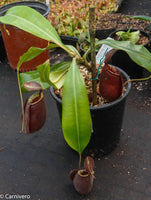 Nepenthes rafflesiana x ampullaria 'Black Miracle', CAR-0121