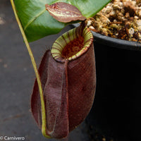 Nepenthes rafflesiana x ampullaria 'Black Miracle', CAR-0121, pitcher plant, carnivorous plant, collectors plant, large pitchers, rare plants 