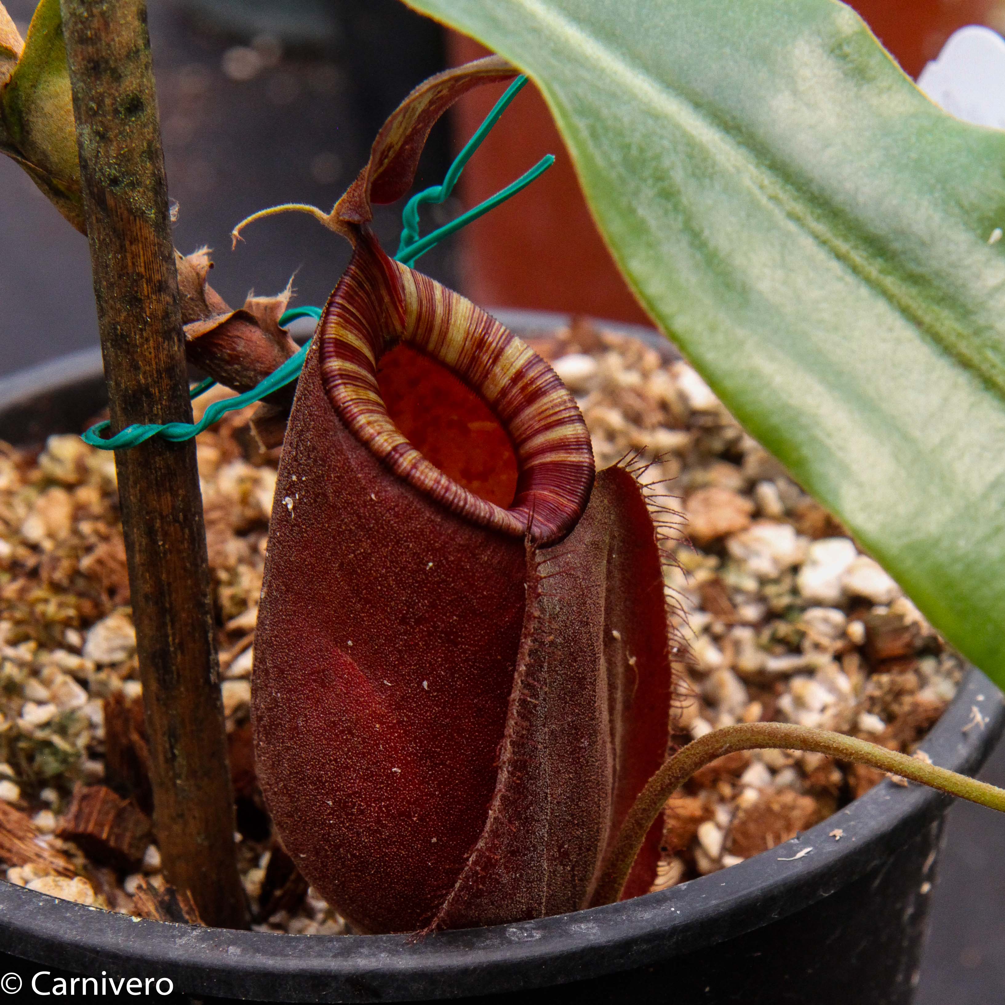 Nepenthes rafflesiana black 100s 食虫植物 ネペンティス