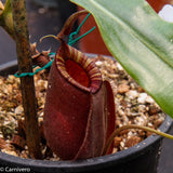 Nepenthes rafflesiana x ampullaria 'Black Miracle', CAR-0121, pitcher plant, carnivorous plant, collectors plant, large pitchers, rare plants 