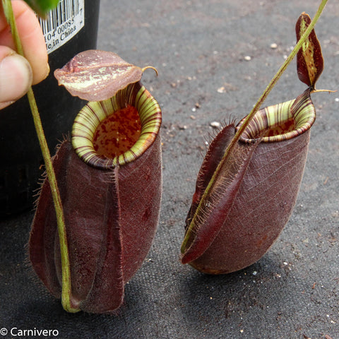 Two burgundy Nepenthes rafflesiana x ampullaria Black Miracle pitchers with green striped inner rims on a dark surface