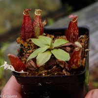 Nepenthes rafflesiana x ampullaria 'Black Miracle', CAR-0121