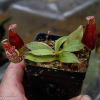 Nepenthes rafflesiana x ampullaria 'Black Miracle', CAR-0121