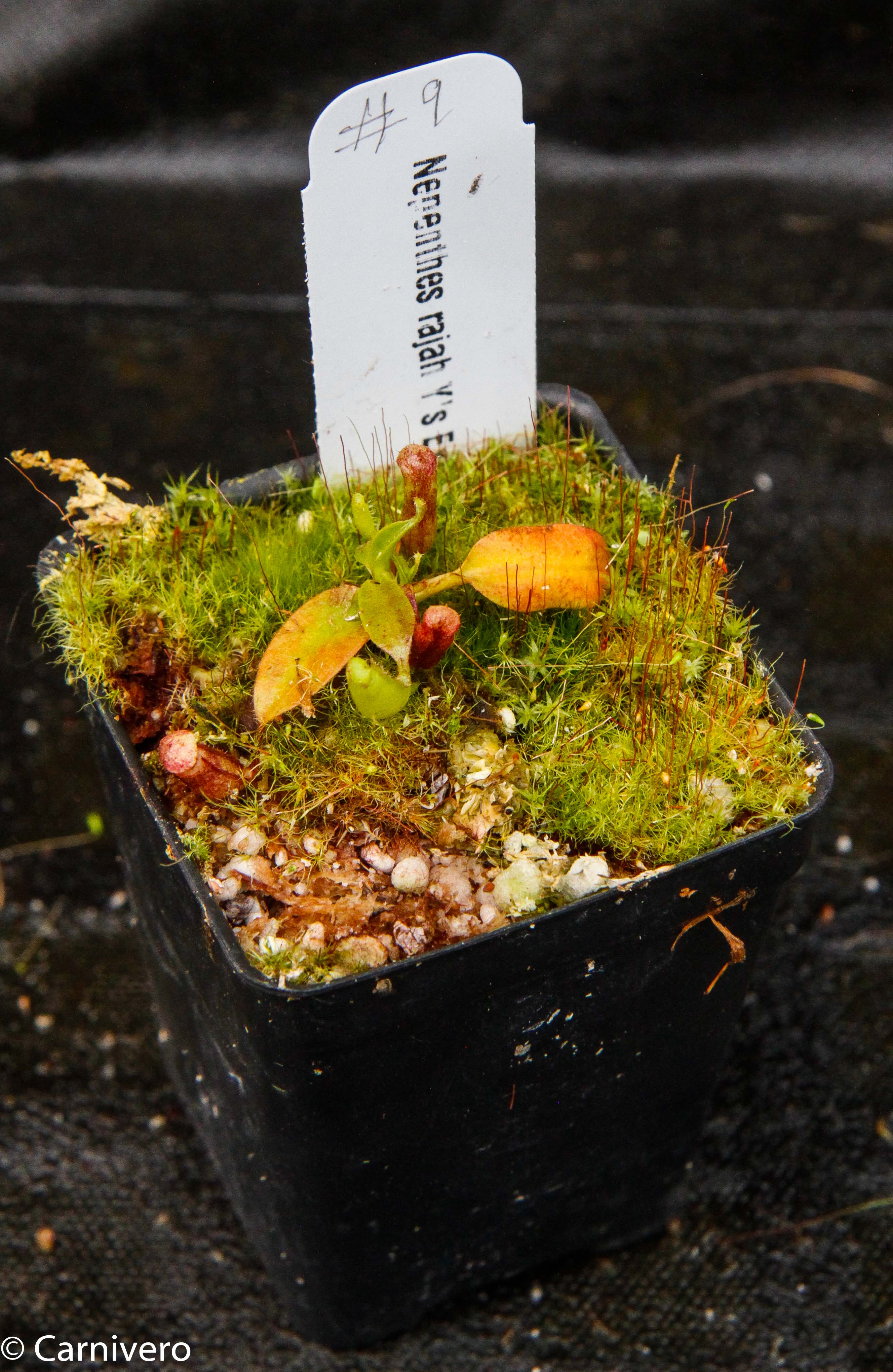 Nepenthes rajah, Thomas Alt – Carnivero
