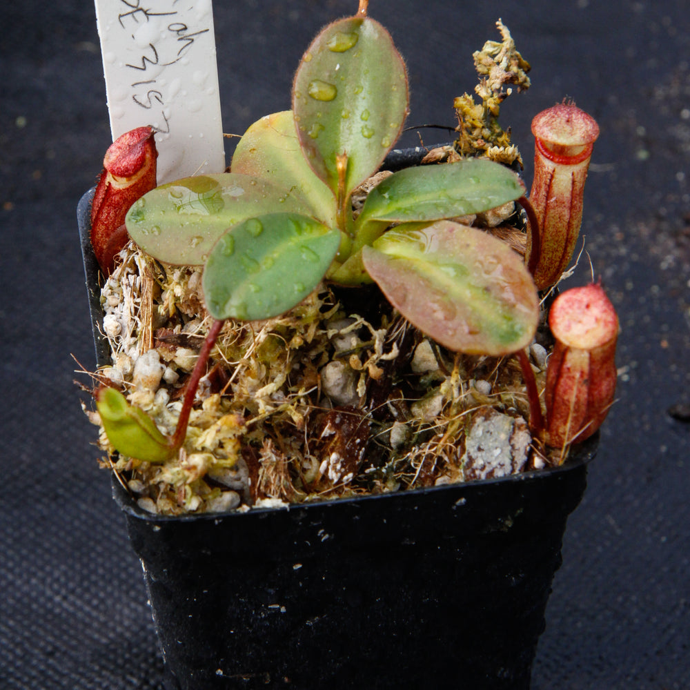 
                      
                        Nepenthes rajah, BE-3152
                      
                    