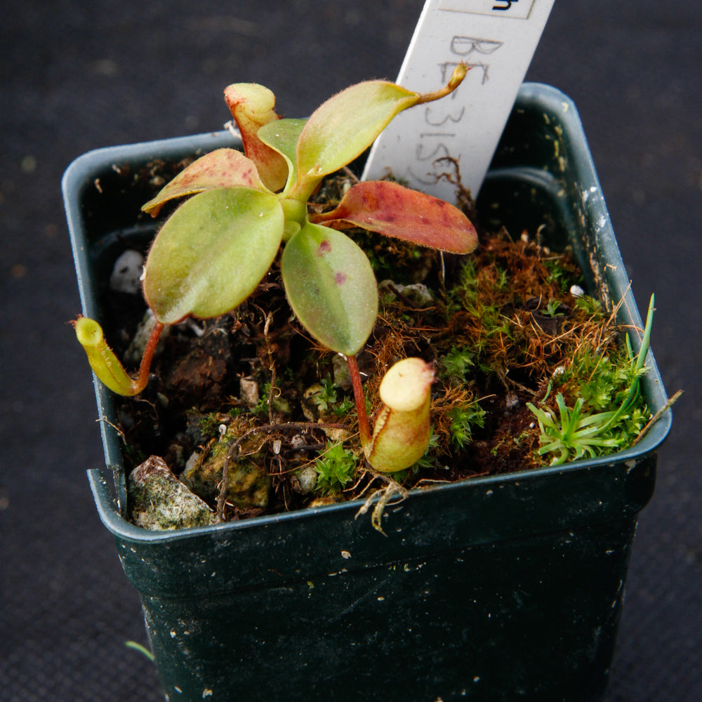 
                      
                        Nepenthes rajah, BE-3152
                      
                    