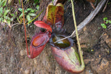 Nepenthes rajah, Thomas Alt