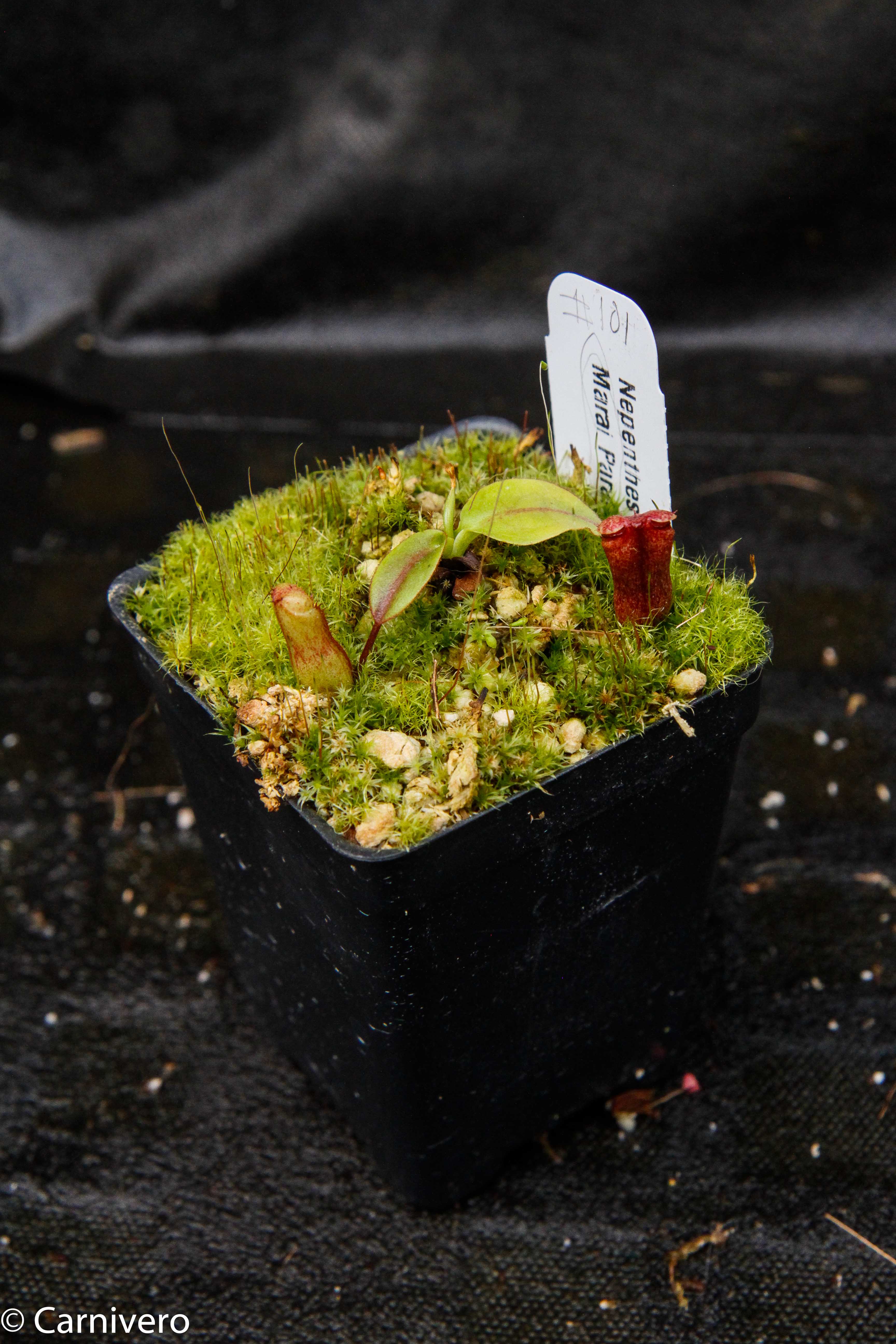 Nepenthes rajah, Marai Parai – Carnivero