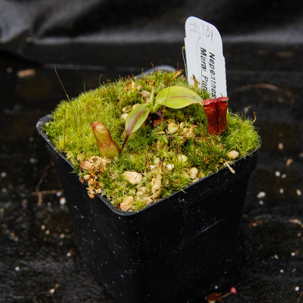 
                      
                        Nepenthes rajah, Marai Parai
                      
                    