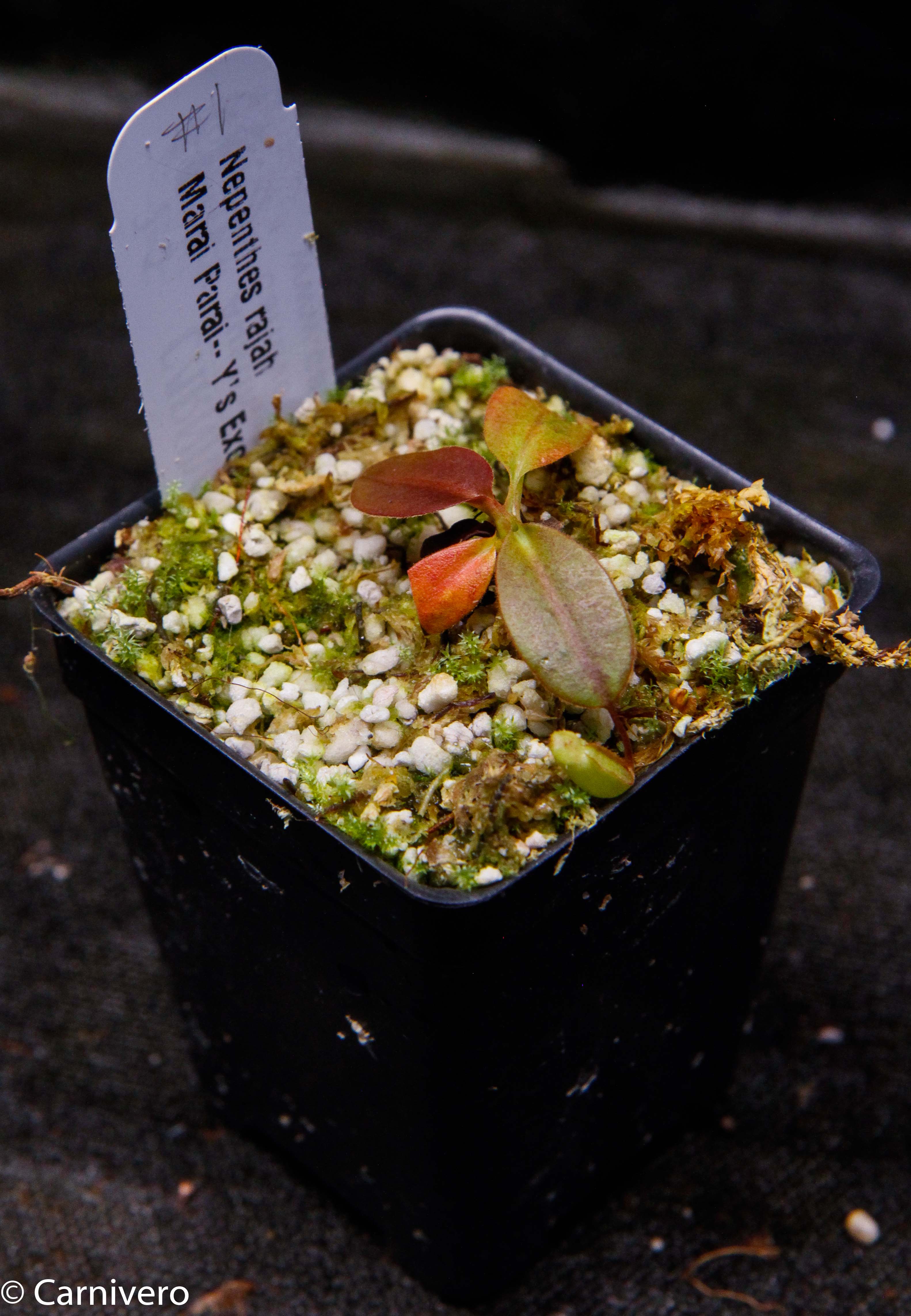 Nepenthes rajah, Marai Parai – Carnivero