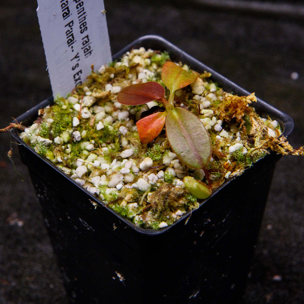 
                      
                        Nepenthes rajah, Marai Parai
                      
                    