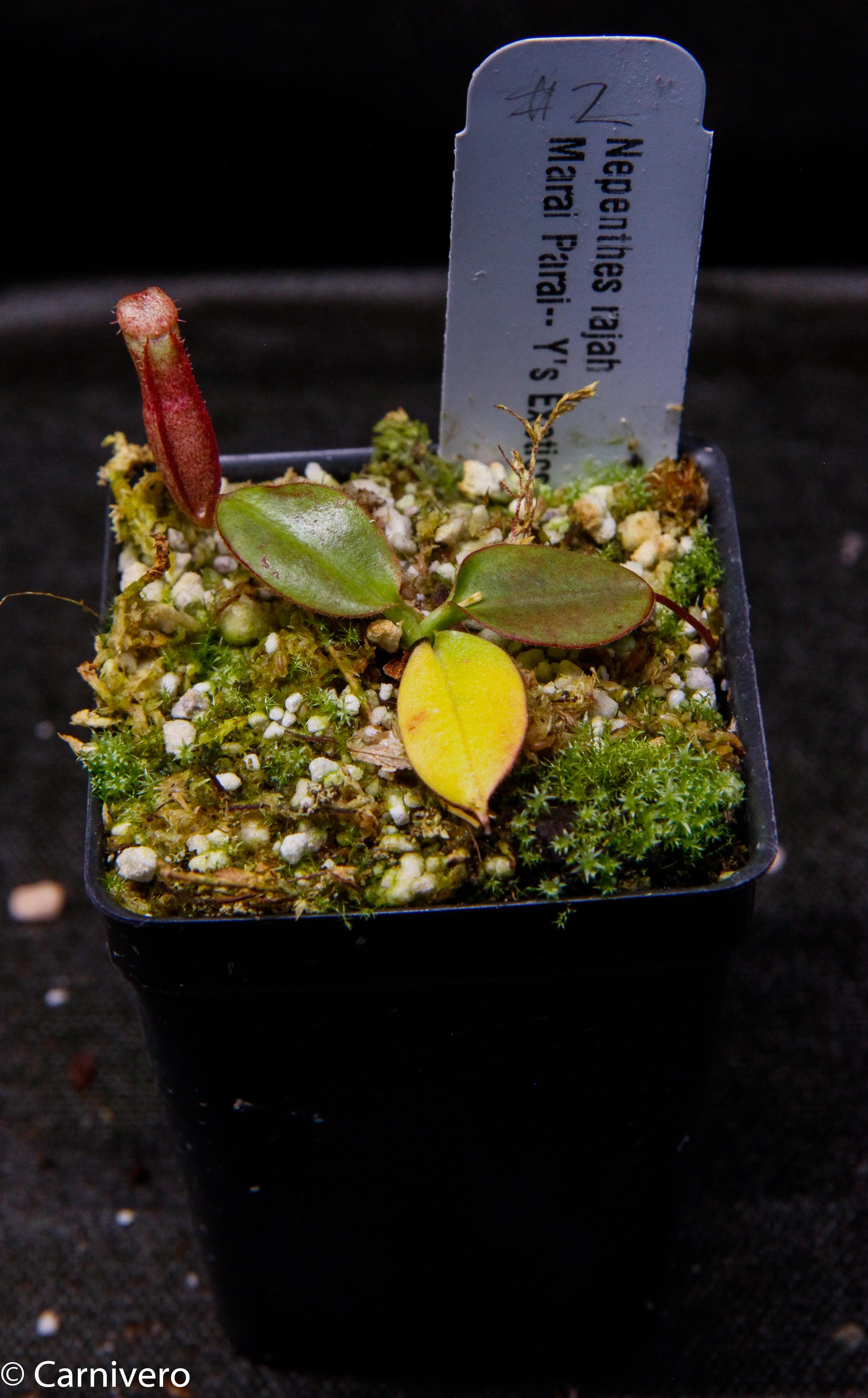 Nepenthes rajah, Marai Parai – Carnivero