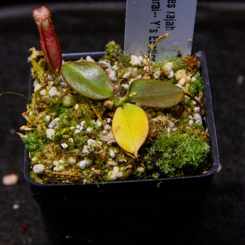
                      
                        Nepenthes rajah, Marai Parai
                      
                    