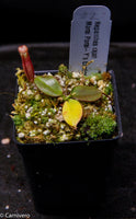 Nepenthes rajah, Marai Parai