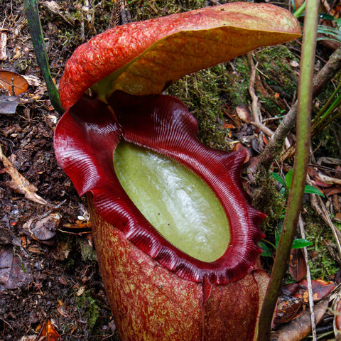 Nepenthes rajah BE-3152 large burgundy pitcher with broad ribbed peristome and green interior in a forest floor setting.
