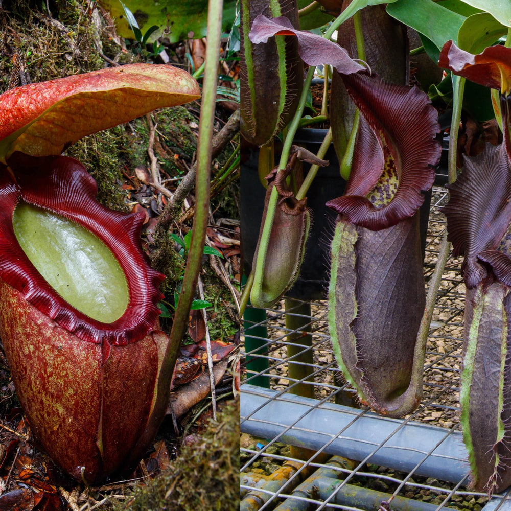 
                      
                        Nepenthes rajah x robcantleyi, BE-4019
                      
                    