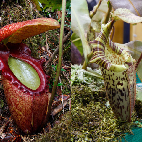 Nepenthes rajah x veitchii x platychila collage showing a red pitcher on the left and a striped pitcher on the right.