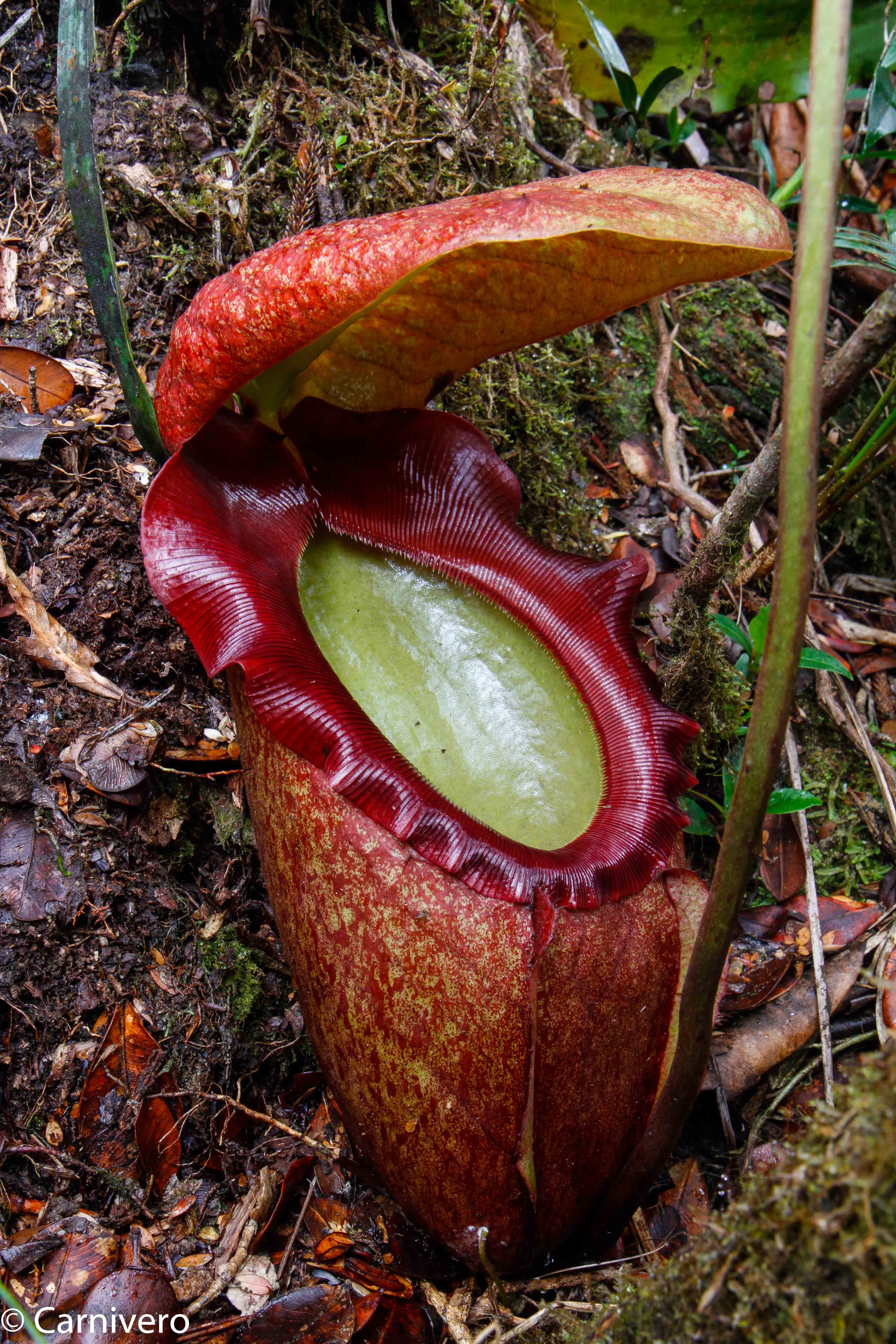 Nepenthes rajah, Marai Parai – Carnivero
